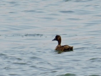 Greater Scaup 雲出川河口 Fri, 6/5/2020