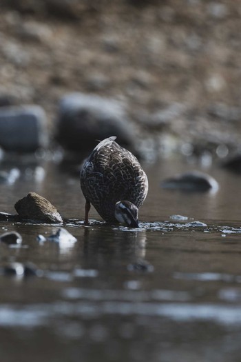 Eastern Spot-billed Duck 八王子浅川 Fri, 6/5/2020