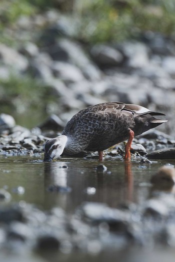 Eastern Spot-billed Duck 八王子浅川 Fri, 6/5/2020