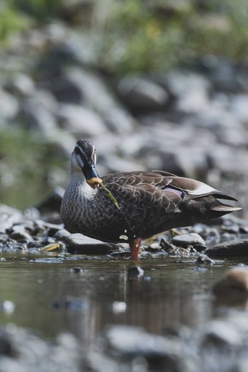 Eastern Spot-billed Duck 八王子浅川 Fri, 6/5/2020