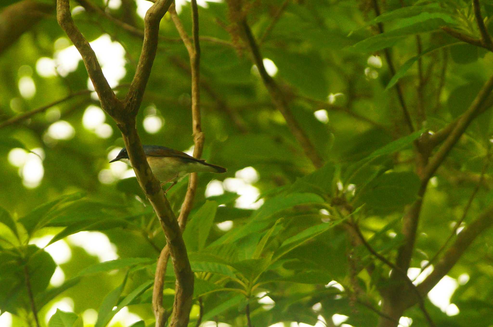 Photo of Siberian Blue Robin at 静岡県 by bea