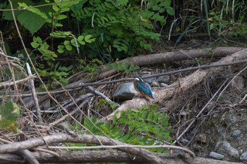 Common Kingfisher 八王子浅川 Fri, 6/5/2020