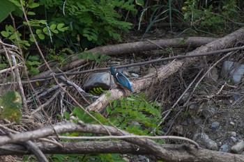 Common Kingfisher 八王子浅川 Fri, 6/5/2020