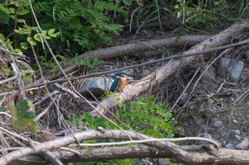 Common Kingfisher 八王子浅川 Fri, 6/5/2020