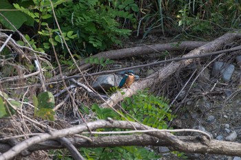 Common Kingfisher 八王子浅川 Fri, 6/5/2020