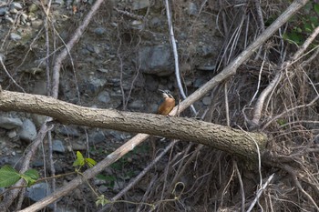 Common Kingfisher 八王子浅川 Fri, 6/5/2020