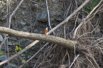 Common Kingfisher 八王子浅川 Fri, 6/5/2020