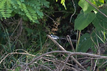 Japanese Tit 八王子浅川 Fri, 6/5/2020