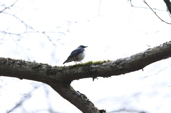 2016年4月24日(日) 柳沢峠の野鳥観察記録