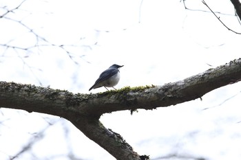 コルリ 柳沢峠 2016年4月24日(日)