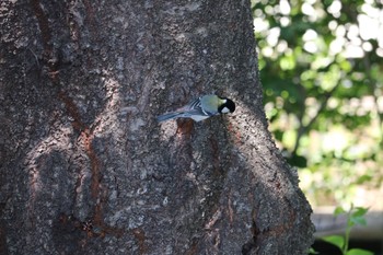 Japanese Tit 深谷市下台池公園 Fri, 5/29/2020