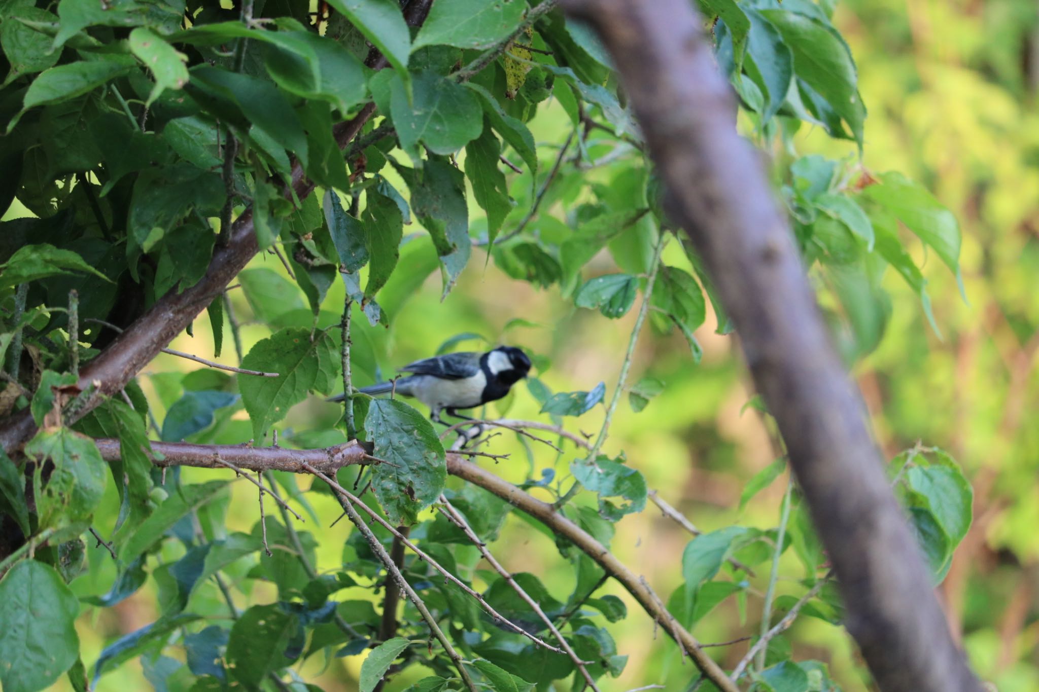 Photo of Japanese Tit at 深谷市 by はび4508