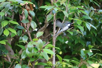 Japanese Tit 深谷市 Fri, 6/5/2020