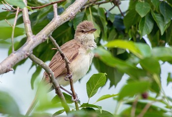 Oriental Reed Warbler Mizumoto Park Sat, 5/30/2020