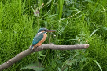 Common Kingfisher 神奈川県 綾瀬市 Sat, 4/23/2016