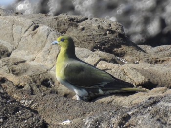 2020年5月30日(土) 大磯照ヶ崎海岸の野鳥観察記録