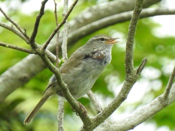 2020年5月30日(土) 箱根の野鳥観察記録