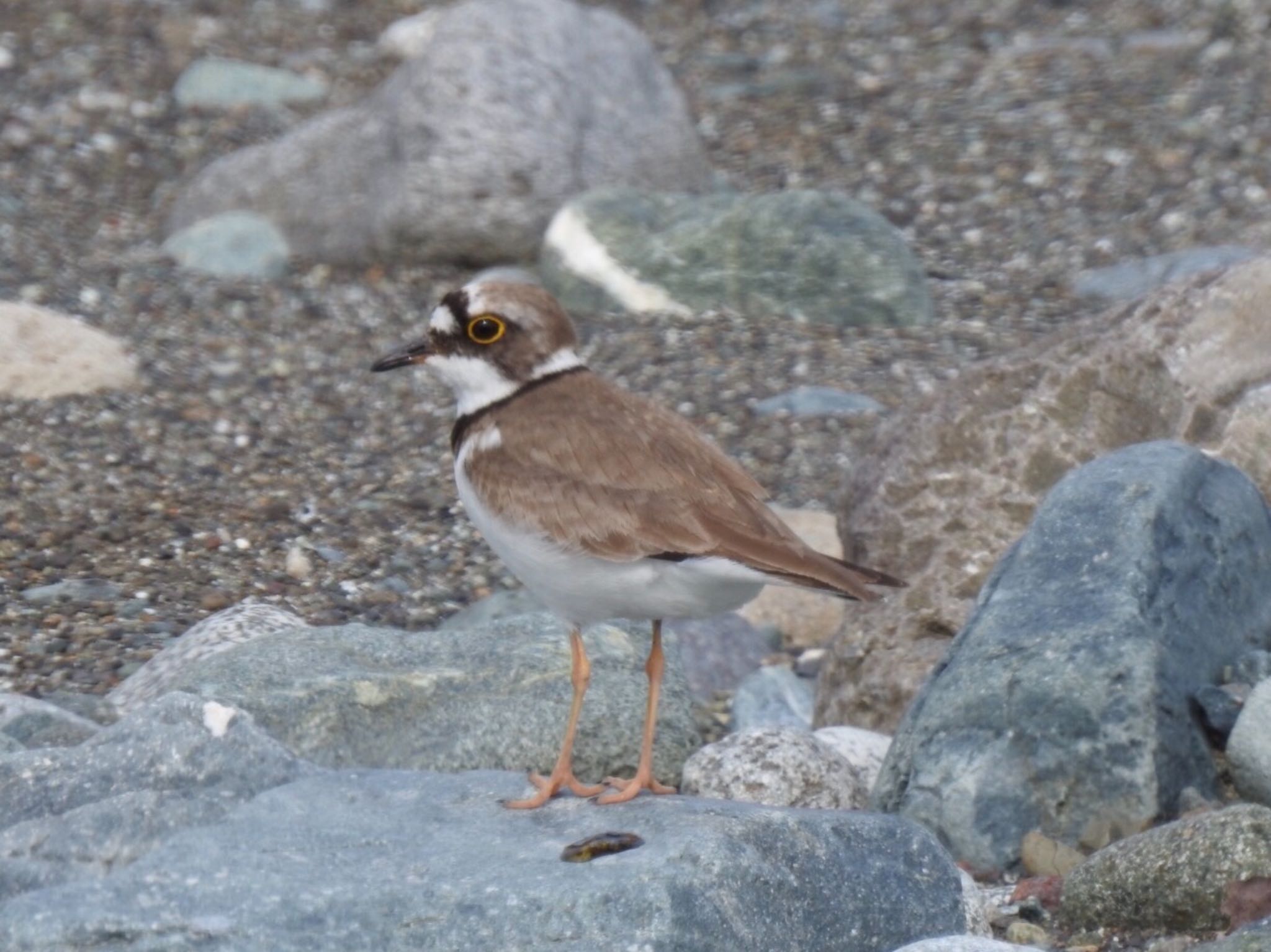 コチドリ