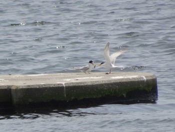 2020年6月5日(金) 多摩川二ヶ領上河原堰の野鳥観察記録