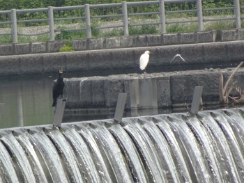 カワウ 多摩川二ヶ領宿河原堰 2020年6月5日(金)