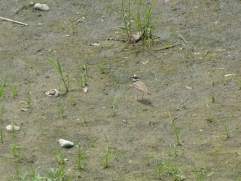2020年6月5日(金) 多摩川二ヶ領宿河原堰の野鳥観察記録