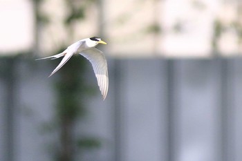 コアジサシ 城北公園 2020年6月5日(金)