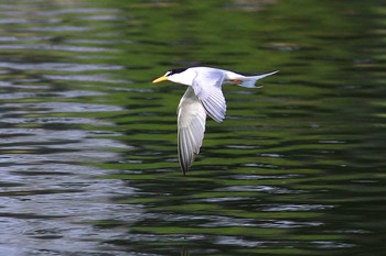 コアジサシ 城北公園 2020年6月5日(金)