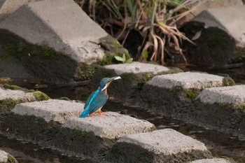 カワセミ 神奈川県 綾瀬市 2016年4月23日(土)