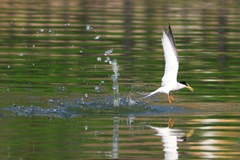 Little Tern 城北公園 Fri, 6/5/2020