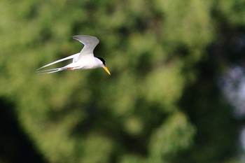 コアジサシ 城北公園 2020年6月5日(金)