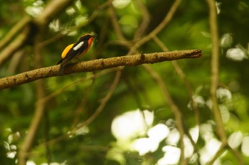 Narcissus Flycatcher 東京都 Sun, 5/31/2020