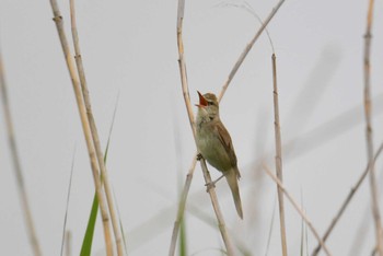 Oriental Reed Warbler Watarase Yusuichi (Wetland) Sun, 5/31/2020