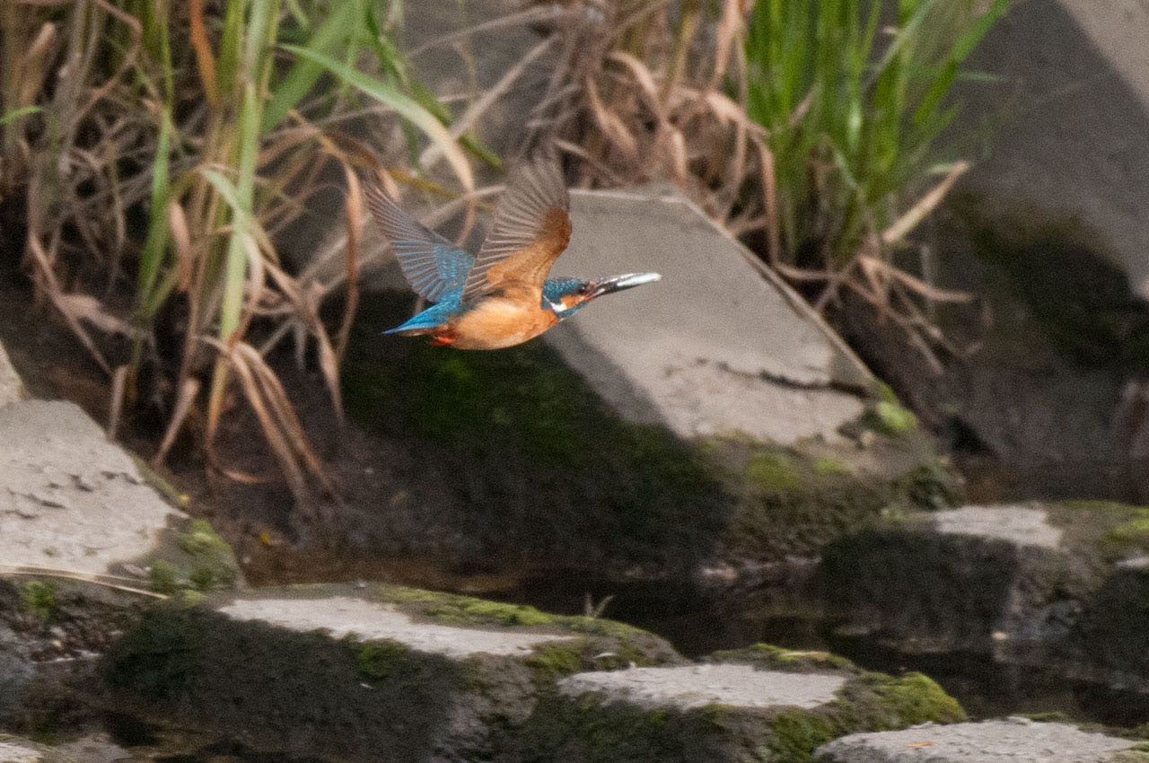 神奈川県 綾瀬市 カワセミの写真 by komezou