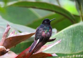 Velvet-purple Coronet