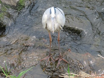 2020年6月6日(土) 境川(境橋付近)の野鳥観察記録