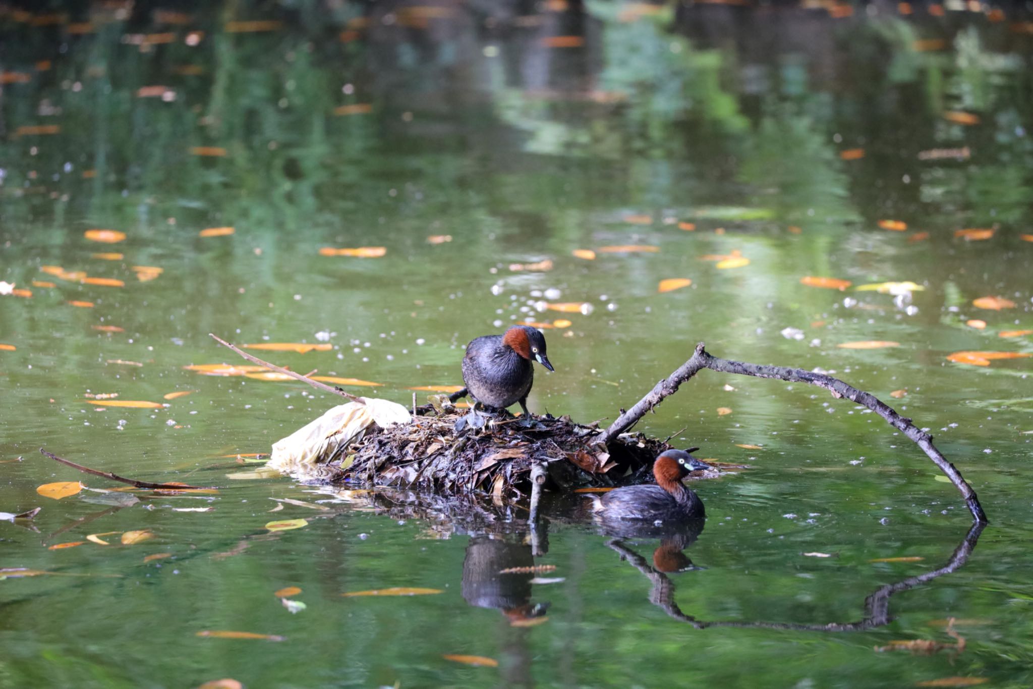 カラスに卵を取られてしまった直後、巣を確かめる、、、? by amachan