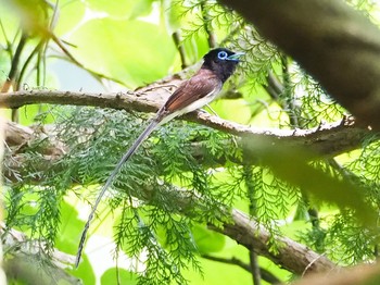 サンコウチョウ 岐阜県 2020年6月6日(土)