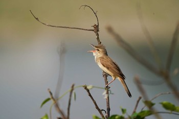 Oriental Reed Warbler あきる野市　秋川 Sun, 5/3/2020