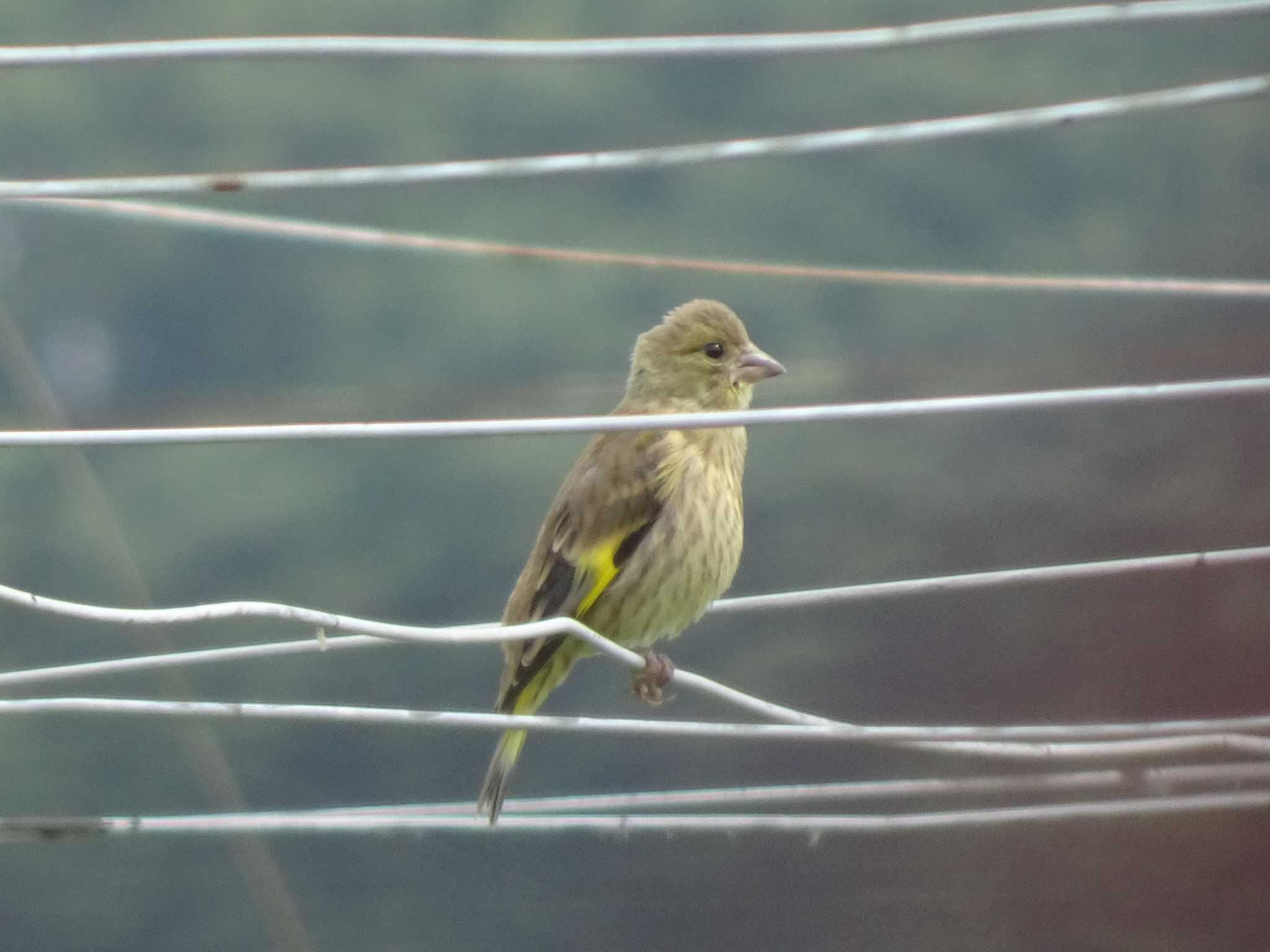 Grey-capped Greenfinch