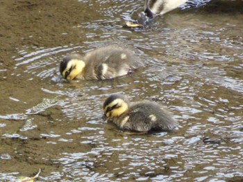 2020年6月6日(土) 恩田川(高瀬橋付近)の野鳥観察記録