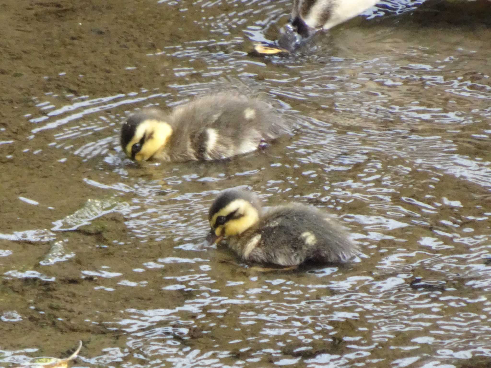 Eastern Spot-billed Duck