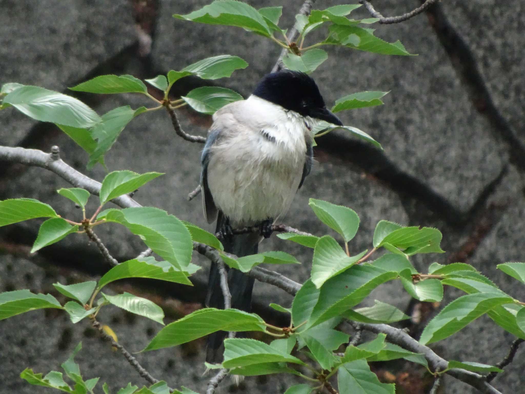 Azure-winged Magpie