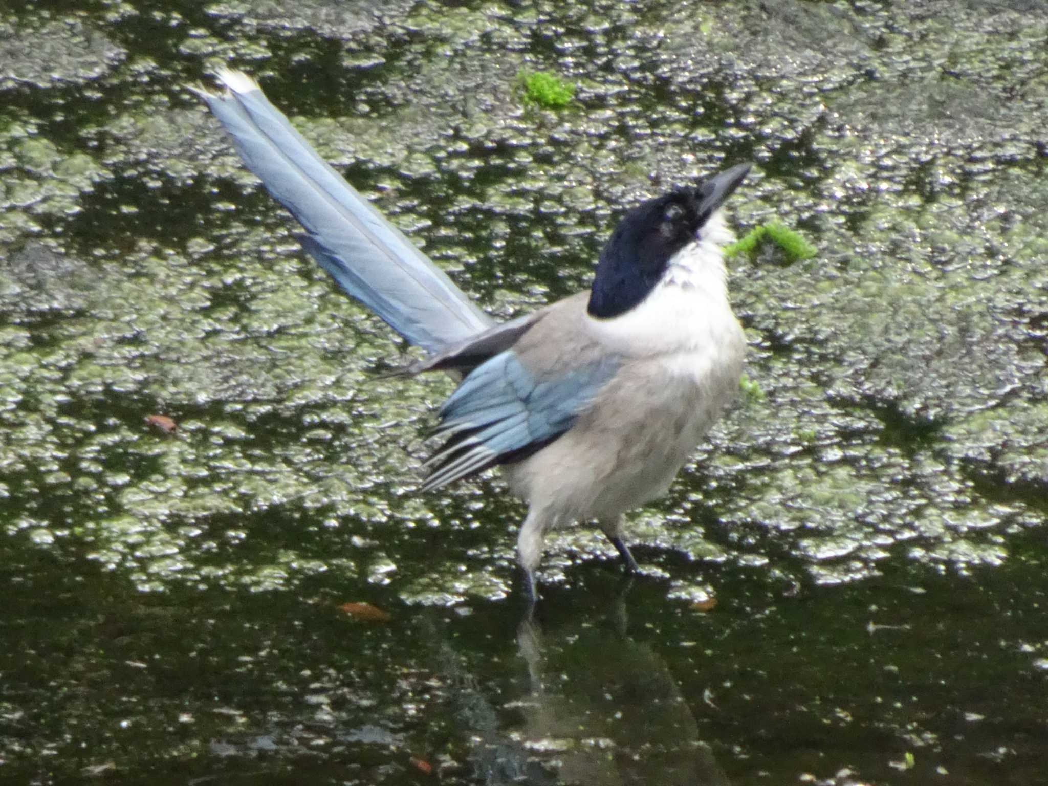 Azure-winged Magpie