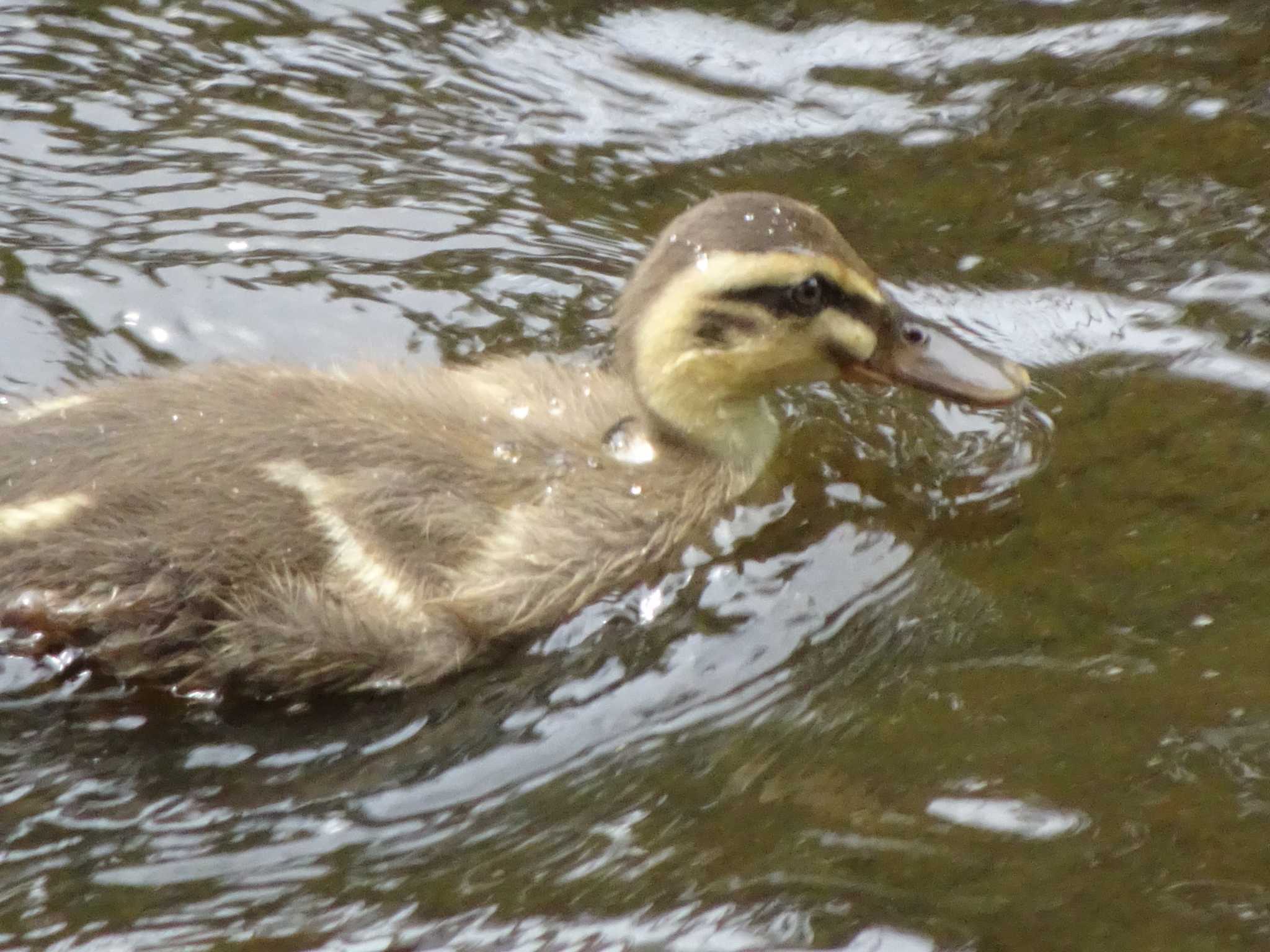 Eastern Spot-billed Duck