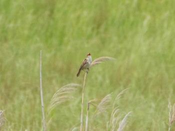 Oriental Reed Warbler Kasai Rinkai Park Sun, 5/31/2020