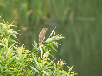 Oriental Reed Warbler 金井遊水地(金井遊水池) Sat, 6/6/2020