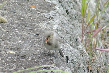 White Wagtail 三田市 Sat, 6/6/2020