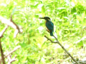 2020年6月6日(土) 北大研究林(北海道大学苫小牧研究林)の野鳥観察記録