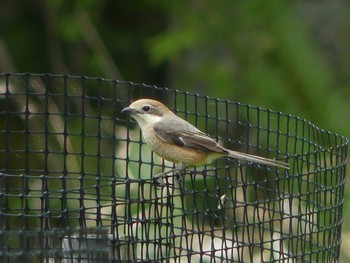 Sat, 6/6/2020 Birding report at ポロト湖(ポロトの森)