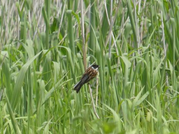 Sat, 6/6/2020 Birding report at ヨコスト湿原